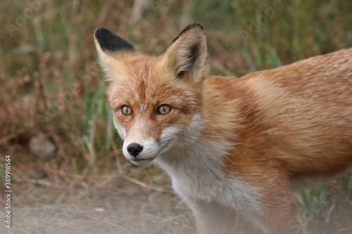  Fox on the hunt © Кирилл Секретарев