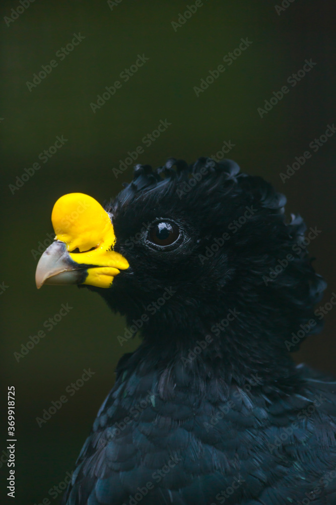 Fototapeta premium Bare-faced curassow (Crax fasciolata)