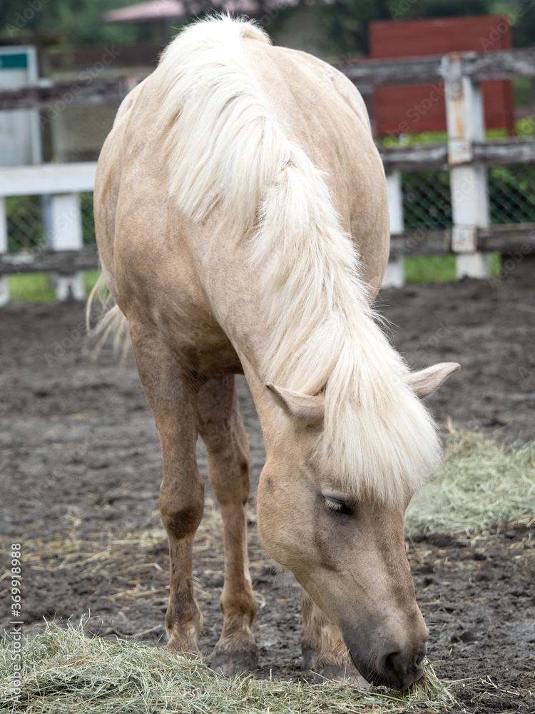 Fototapeta premium Kucyk konia