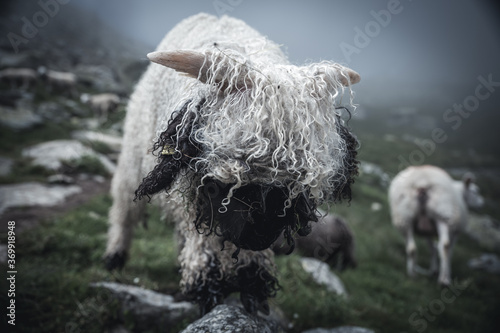 blacknose sheep in Valais on a moody, rainy day
