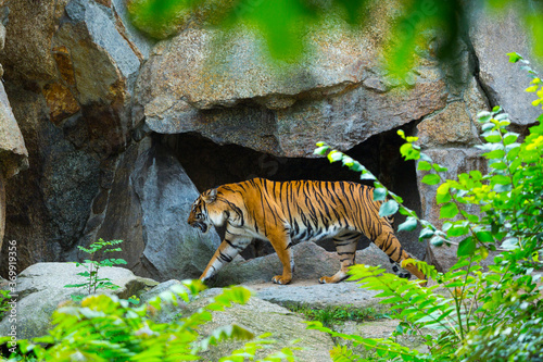 Indochinese tiger  Panthera tigris corbetti  among natural vegetation