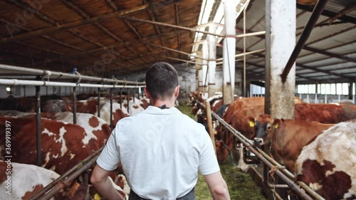 Back of young farmer walking along cows line eating grass on farm (cowshed barn). Man checking work. Livestock farmers insurance. Summer sunshine rises. Organic nutrition. Healthy lifestyle. 4K photo