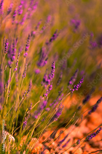 Lavender fields in Brihuega  Guadalajara  Spain.