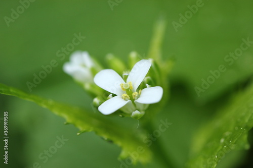 Blume, Wiese, Natur, Pflanze, Makro, Nahaufnahme