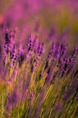 Lavender fields in Brihuega  Guadalajara  Spain.