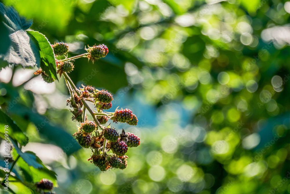 branch of a tree with berries branch of a tree with berries