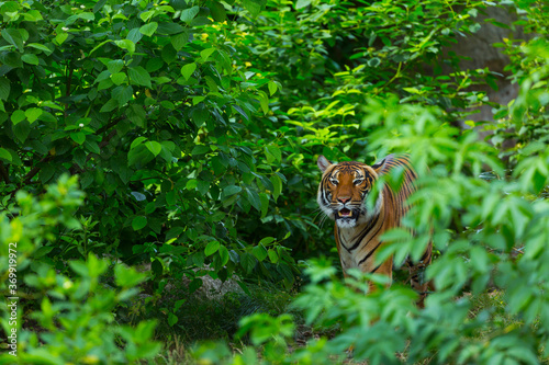 Indochinese tiger, Panthera tigris corbetti, among natural vegetation photo