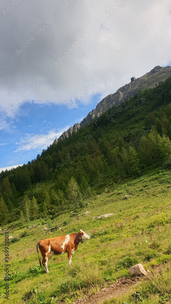 Naklejka premium mountain cow