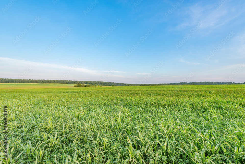 Corn green field at summer sunset time. Corn green field at summer sunset time.