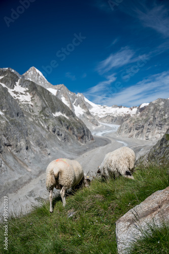 remote Oberaletsch Valley with glacier and Nesthorn and sheeps