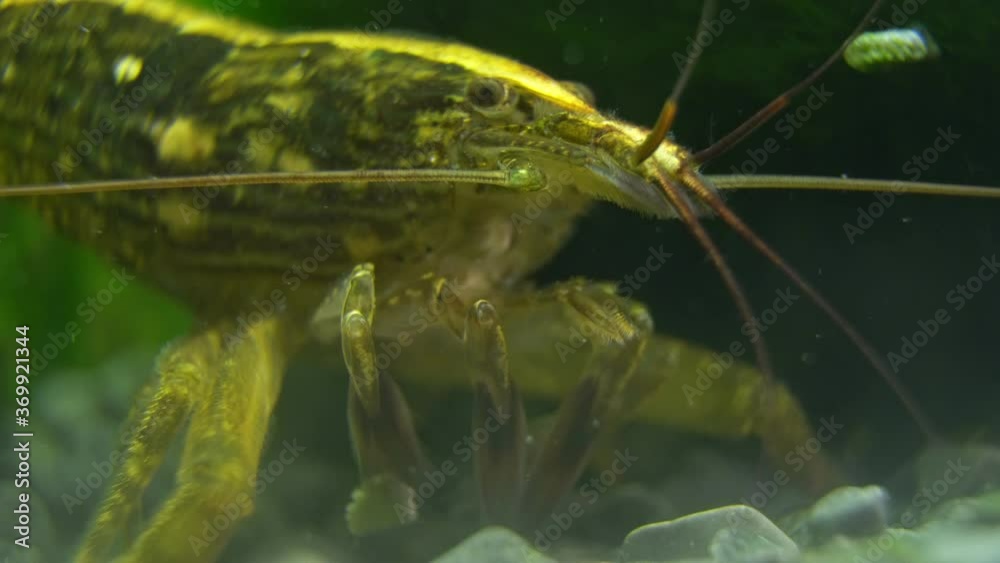 Macro shot of Freshwater Bamboo Shrimp eating. Atyopsis moluccensis. Macro shot of Freshwater Bamboo Shrimp eating. Atyopsis moluccensis.