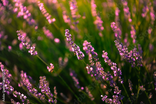 Lavender fields in Brihuega, Guadalajara, Spain.