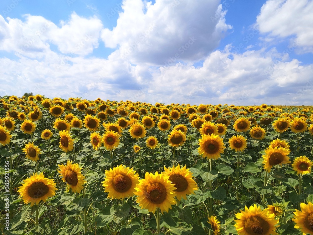 Fototapeta premium field of sunflowers