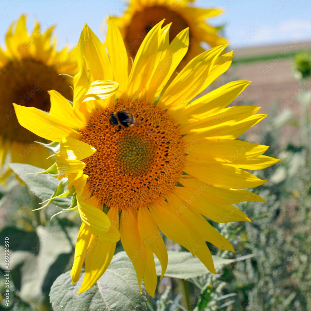 Naklejka premium sonnenblume