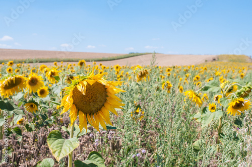 sommerlandschaft rheinhessen photo