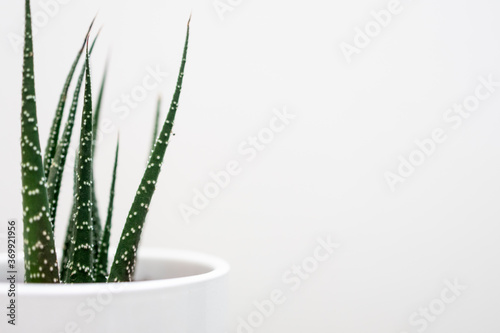 green home cactus in a white pot
