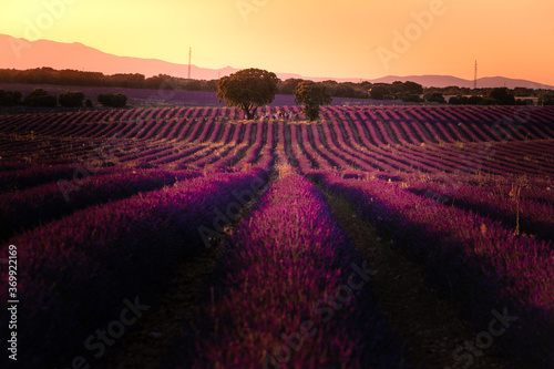 Lavender fields in Brihuega, Guadalajara, Spain.