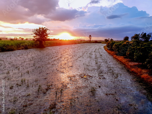 Blur image of rice field over sunset in Thailand. Blurry paddy field view in the evening, natural light.
