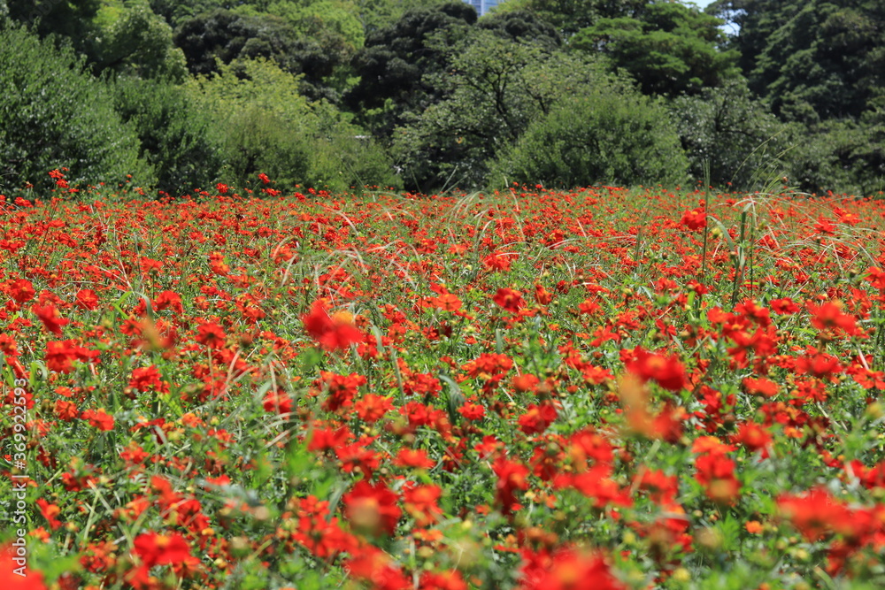 Cosmos field of various colors in Hamarikyu Garden ,japan,tokyo Cosmos field of various colors in Hamarikyu Garden ,japan,tokyo