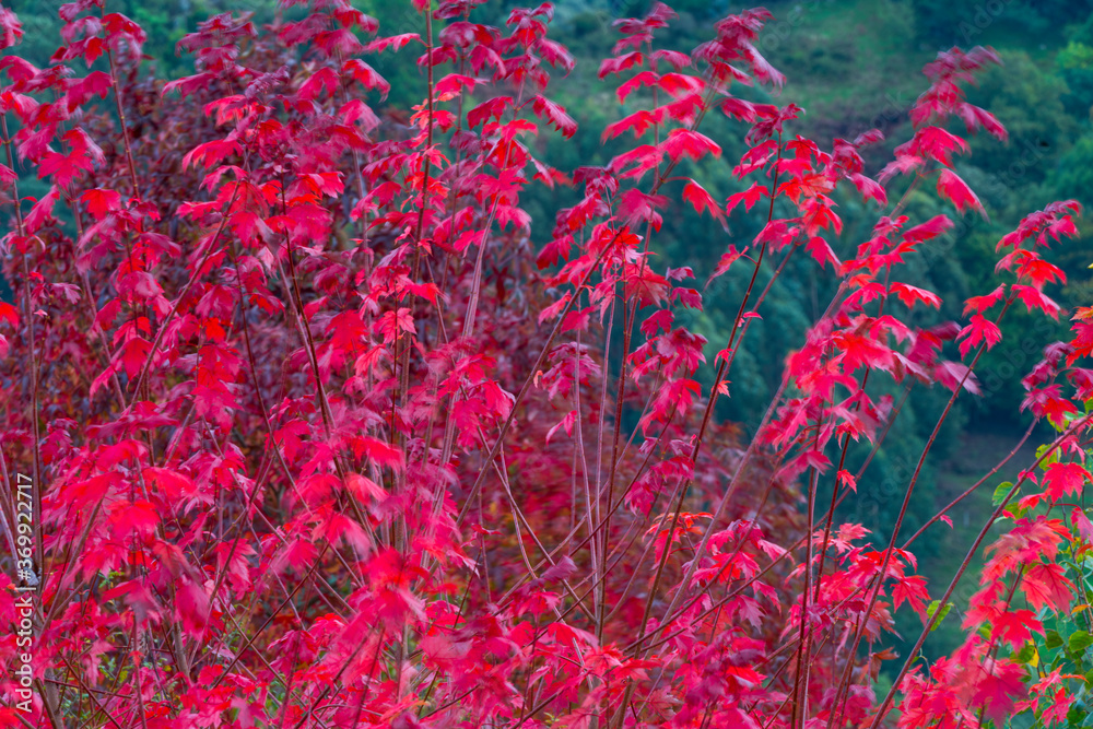 Autumn, MAPLE - ARCE, Spain, Europe Autumn, MAPLE - ARCE, Spain, Europe