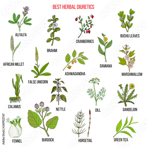 Best diuretic herbs set