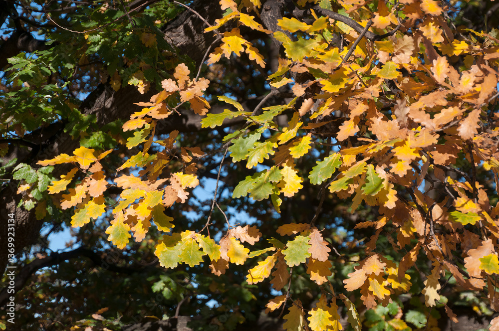 Canberra Australia, autumn colors in the leaves of an oak tree Canberra Australia, autumn colors in the leaves of an oak tree