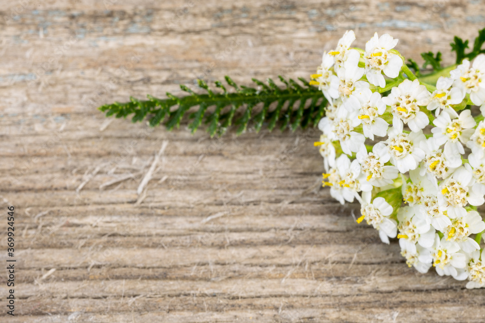 Yarrow flowers extreme macro closeup laying on a rustic wood background.