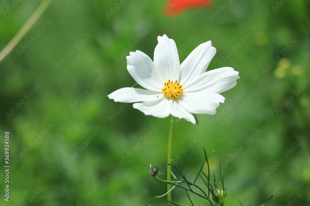 Cosmos field of various colors in Hamarikyu Garden ,japan,tokyo Cosmos field of various colors in Hamarikyu Garden ,japan,tokyo