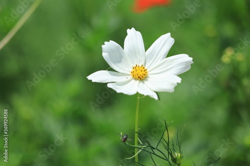 Cosmos field of various colors in Hamarikyu  Garden ,japan,tokyo