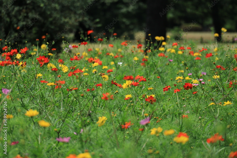 Cosmos field of various colors in Hamarikyu Garden ,japan,tokyo Cosmos field of various colors in Hamarikyu Garden ,japan,tokyo