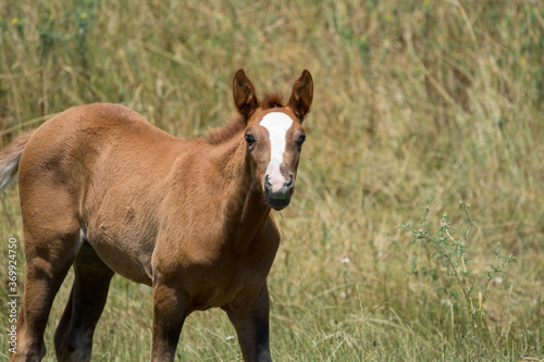 brown horse in the field