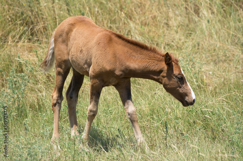 wild foal in the meadow