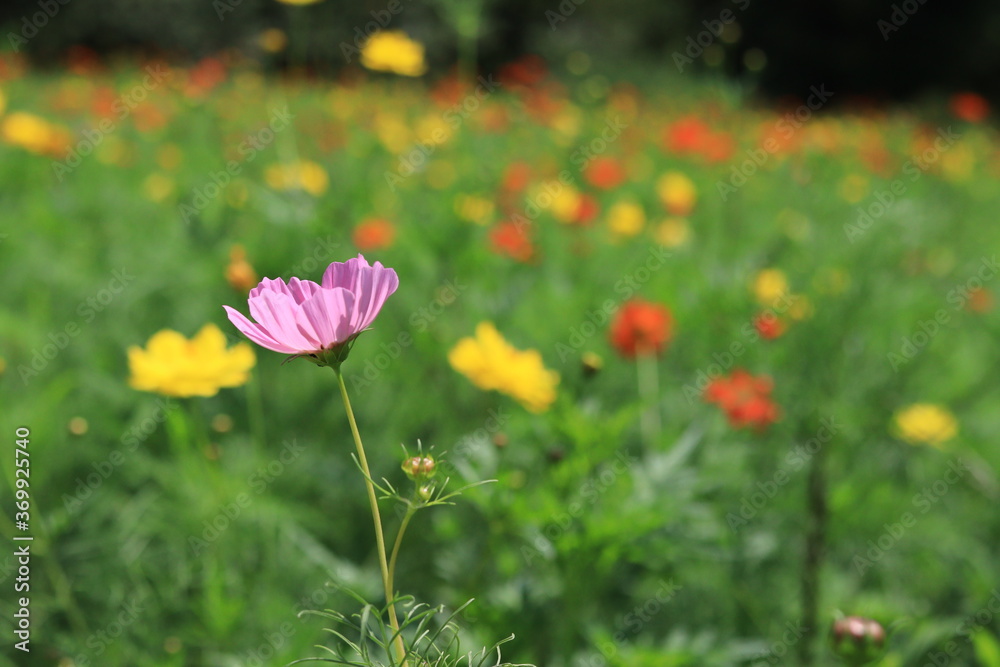 Cosmos field of various colors in Hamarikyu Garden ,japan,tokyo Cosmos field of various colors in Hamarikyu Garden ,japan,tokyo