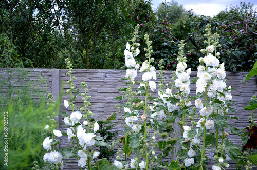 Obraz na plátně is a full-blown hollyhock with medium-sized flowers with a diameter of about 10 cm