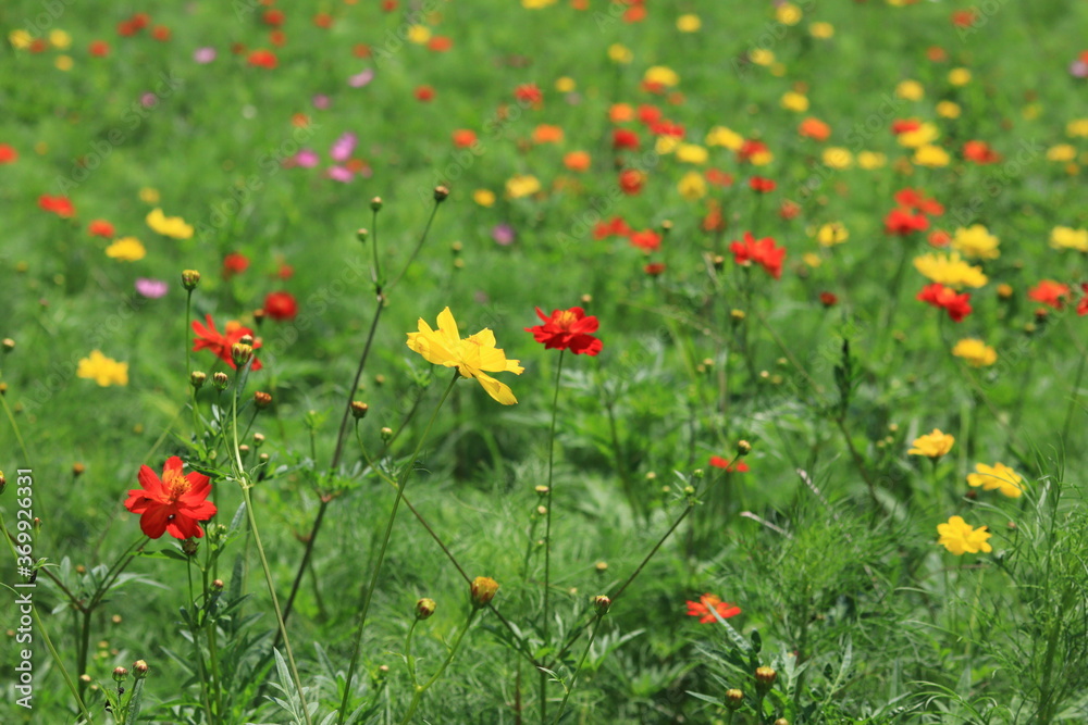 Fototapeta premium Cosmos field of various colors in Hamarikyu Garden ,japan,tokyo