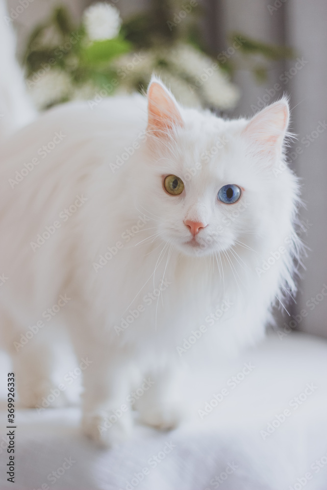 white persian cat on the floor.
white fluffy cat with colorful eyes