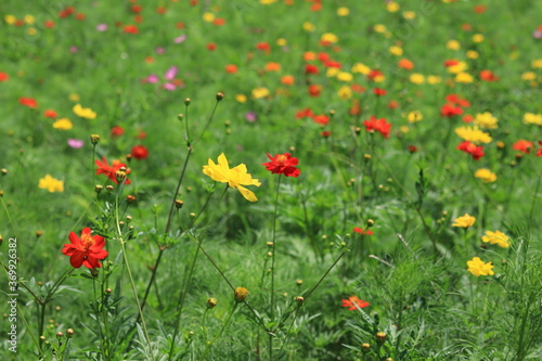 Cosmos field of various colors in Hamarikyu  Garden  japan tokyo