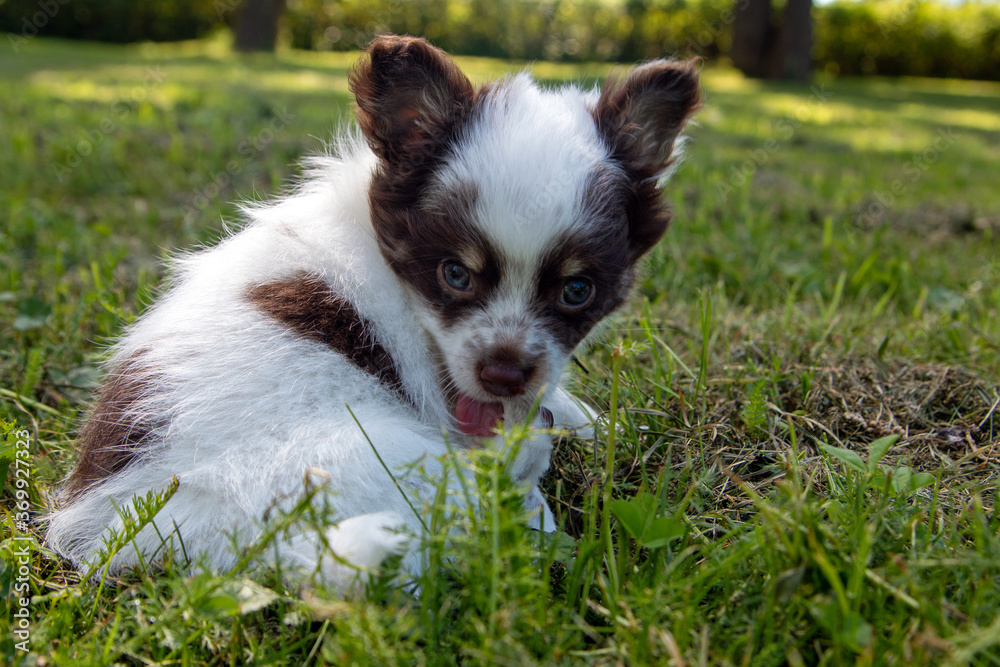 8 Wochen alter weiß brauner Chihuahua sitzt im Gras 8 Wochen alter weiß brauner Chihuahua sitzt im Gras