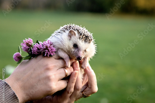 Closeup photo of a small Domestic hedgehog being held in hands of woman
