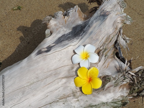 砂浜の流木の上に置かれたプルメリアの造花
