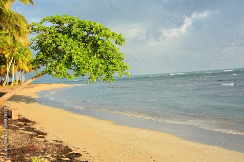 tropical beach with palm trees © Daogaru