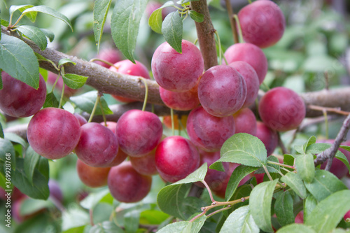Appetizing plums on branch