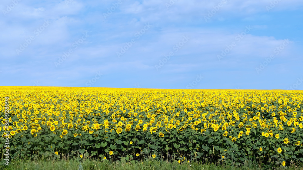 Fototapeta premium View of the nature of Moldova
