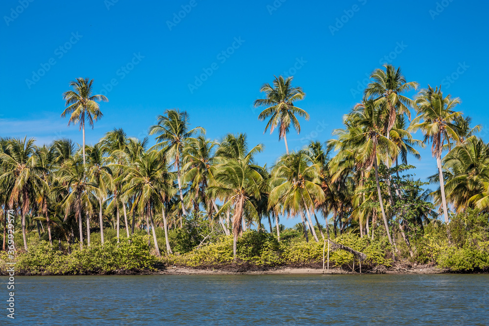 Palm trees on the river bank