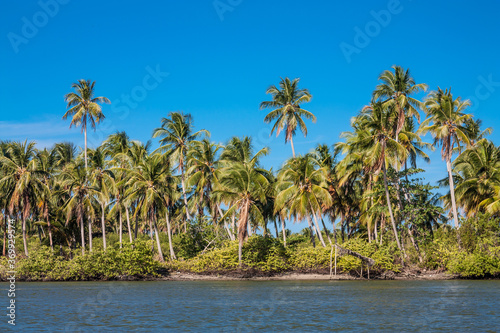 Palm trees on the river bank