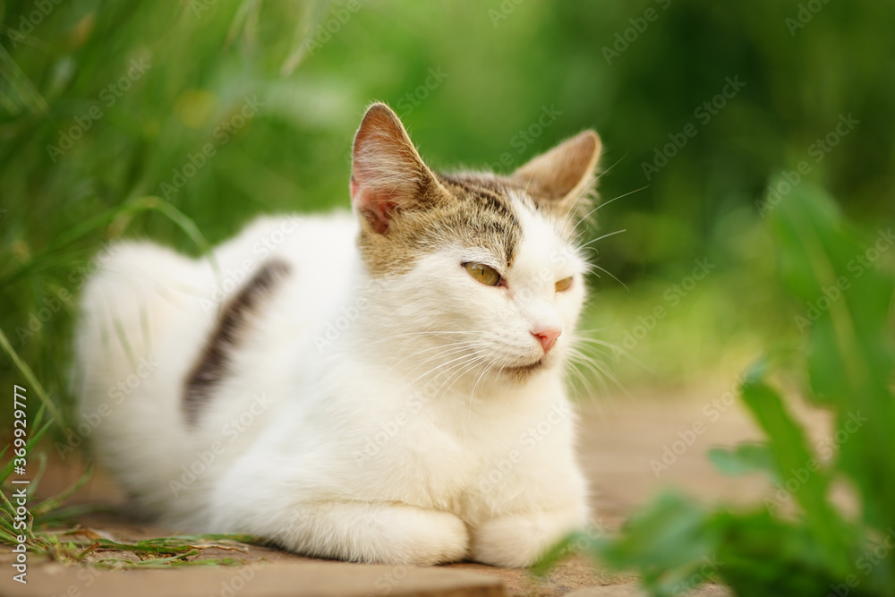 lovely white spotted kitty rest in summer garden among green pla lovely white spotted kitty rest in summer garden among green pla