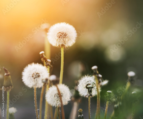 On a sunny summer day  fluffy white dandelion flowers bloom on long stalks  some of which have already faded and the seeds have been blown away by the wind.