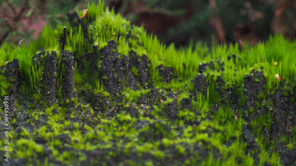 Fines herbes poussant en bordure d'une forêt de jeunes pins