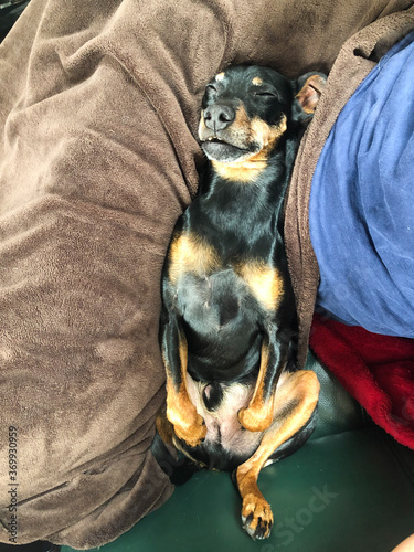 Photography Close up of isolated sleeping miniature pinscher (Canis lupus familiaris, mini doberman) between blankets
