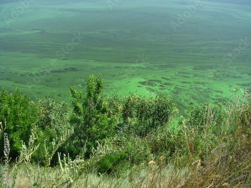 Zakwitła zielona woda nad rzeką Dniepr, Ukraina photo